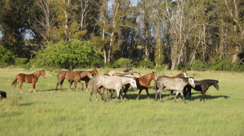 El Campo 10